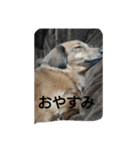 のんびりダックス（個別スタンプ：7）