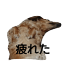 のんびりダックス（個別スタンプ：8）