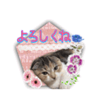 三毛猫ももちゃん9（個別スタンプ：8）