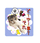 三毛猫ももちゃん9（個別スタンプ：22）