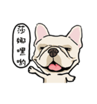 Comedian French Bulldog BUBU（個別スタンプ：12）