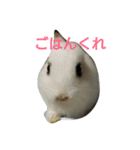 基本寄り添うウサギ（個別スタンプ：1）