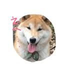 芝犬やまと（個別スタンプ：2）