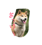 芝犬やまと（個別スタンプ：7）