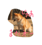 芝犬やまと（個別スタンプ：8）