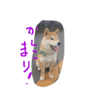 芝犬やまと（個別スタンプ：12）