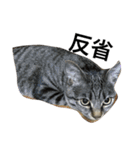 猫のガブリエル（個別スタンプ：1）