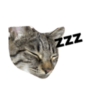 猫のガブリエル（個別スタンプ：3）