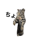 猫のガブリエル（個別スタンプ：6）