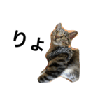 猫のガブリエル（個別スタンプ：8）