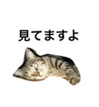 猫のガブリエル（個別スタンプ：9）