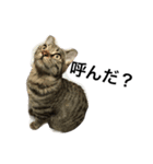 猫のガブリエル（個別スタンプ：10）