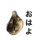 猫のガブリエル（個別スタンプ：12）