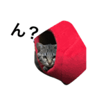猫のガブリエル（個別スタンプ：14）