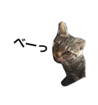 猫のガブリエル（個別スタンプ：16）
