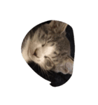 子猫26（個別スタンプ：1）