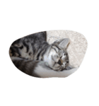 子猫26（個別スタンプ：3）