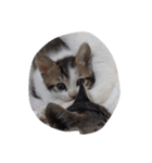 子猫26（個別スタンプ：5）
