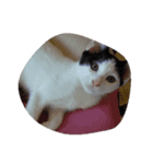 子猫26（個別スタンプ：7）