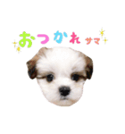 マルシーズーのプリン（個別スタンプ：1）