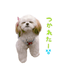 マルシーズーのプリン（個別スタンプ：3）