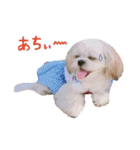 マルシーズーのプリン（個別スタンプ：5）