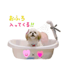 マルシーズーのプリン（個別スタンプ：12）