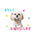 マルシーズーのプリン（個別スタンプ：13）