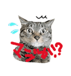 使えるネコスタンプできたんす。（個別スタンプ：2）