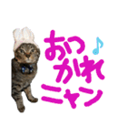 使えるネコスタンプできたんす。（個別スタンプ：7）