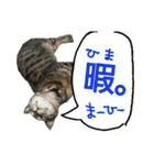 使えるネコスタンプできたんす。（個別スタンプ：13）