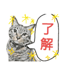 使えるネコスタンプできたんす。（個別スタンプ：14）