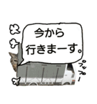 使えるネコスタンプできたんす。（個別スタンプ：15）