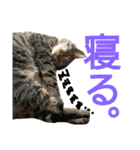 使えるネコスタンプできたんす。（個別スタンプ：18）