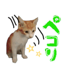 使えるネコスタンプできたんす。（個別スタンプ：21）