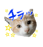 使えるネコスタンプできたんす。（個別スタンプ：25）