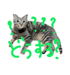 使えるネコスタンプできたんす。（個別スタンプ：27）