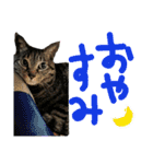 使えるネコスタンプできたんす。（個別スタンプ：31）
