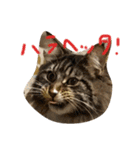 猫ちゃんスタンプ ！！（個別スタンプ：2）