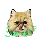 猫ちゃんスタンプ ！！（個別スタンプ：3）