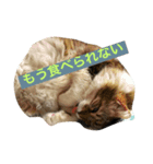 猫ちゃんスタンプ ！！（個別スタンプ：4）