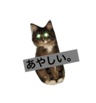 猫ちゃんスタンプ ！！（個別スタンプ：6）