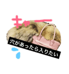 猫ちゃんスタンプ ！！（個別スタンプ：7）