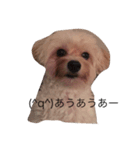 あんちゃりり（個別スタンプ：2）