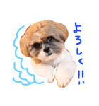 大好きわんこテトとトト（個別スタンプ：5）
