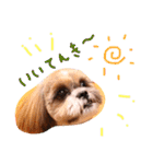 大好きわんこテトとトト（個別スタンプ：11）