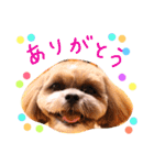 大好きわんこテトとトト（個別スタンプ：12）