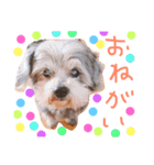 大好きわんこテトとトト（個別スタンプ：13）