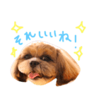 大好きわんこテトとトト（個別スタンプ：16）