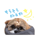 大好きわんこテトとトト（個別スタンプ：19）